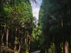 -武陵山森林公园