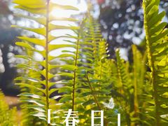 -香蜜公园