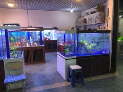 -大派屋