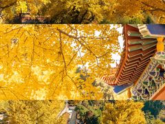 -遵化市禅林寺古银杏风景园