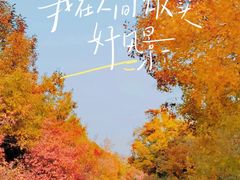 -北京西山国家森林公园