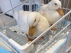 -怪兽屋·羊驼·猫咖·狗咖(俊华广场店)