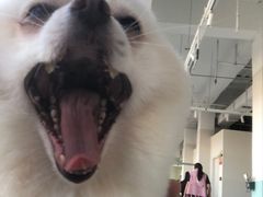 -怪兽屋·羊驼·猫咖·狗咖(俊华广场店)