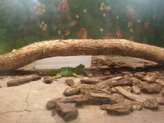 -上海大自然野生昆虫馆(东方明珠·爬宠昆虫探索中心)