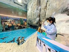 -帝企鹅自助餐厅•儿童岛•真企鹅(长隆企鹅酒店)