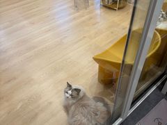 -有喵·猫咖·狗咖·30几只猫10只小狗(岗厦店)