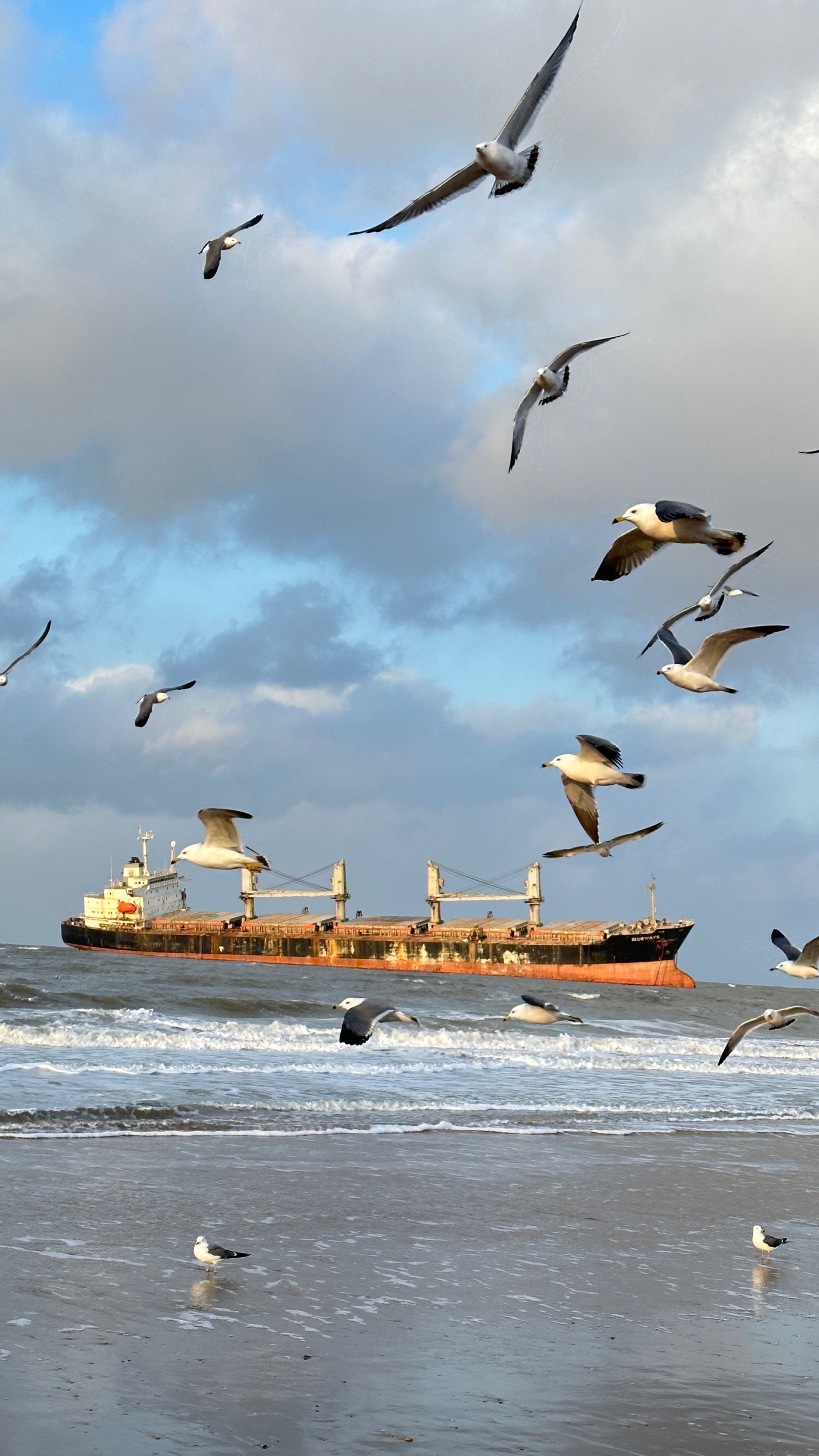 布鲁威斯号巨轮与海鸥的完美邂逅