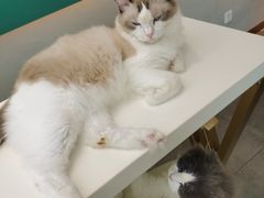 -飞行喵MR PILOT|猫舍·猫咖(静安大融城店)