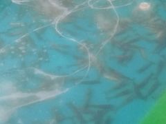 -阔澜蒸汽海鲜自助
