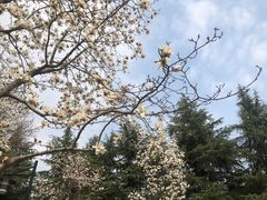 -月湖风景区