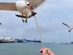 -海驴岛(荣成市)