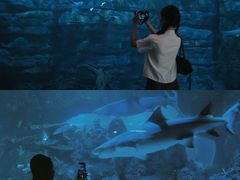 -江和美海洋公园