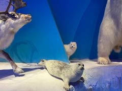 -贝林大翅鲸简餐厅(国家海洋博物馆店)