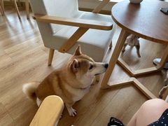 -柴犬小屋·柴餐厅·狗咖食堂(金鼎广场店)