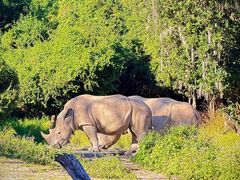 -奥兰多迪士尼动物王国乐园