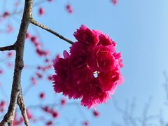 -顾村公园