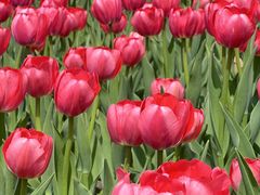 -长春公园(普阳街道)