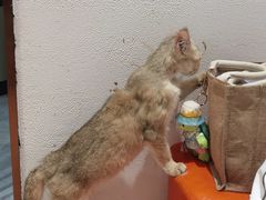 -1013 PET SHOP精品宠物商店(丁香店)