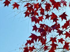 -田野绿世界