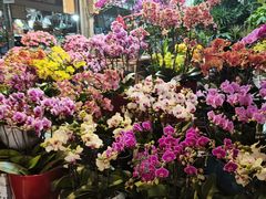 -朝来春花卉市场