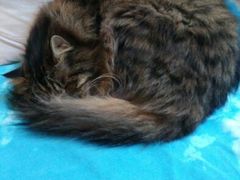 android_upload_pic-Anne猫窝咖啡屋