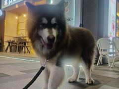 -小稻田辣椒炒肉(大浪商业中心店)