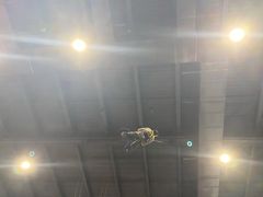 -极限PLAY运动娱乐新世界·团建派对潮玩休闲馆·室内蹦极高空游乐园