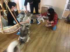 -Husky Go! 哈士奇体验馆·宠物咖啡厅狗咖