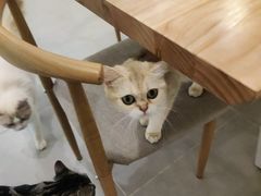 -有喵·猫咖·狗咖·30几只猫10只小狗(岗厦店)