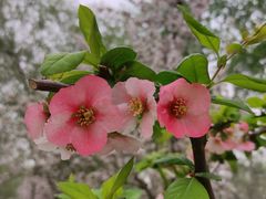 -海棠花溪(元大都城垣遗址公园)