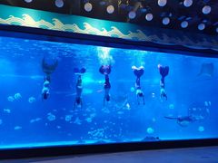 -烟台海昌鲸鲨海洋公园