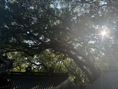 -普陀山风景名胜区-法雨禅寺