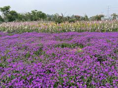 -紫颐香薰山谷景区