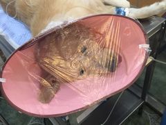 伟伟宠物医院-伟伟宠物医院·CT影像中心·瑞派犬猫综合性门诊(汉口总院)