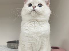 -lincat·猫舍(广州店)