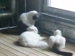 -松果猫咖(桐乡吾悦金街店)