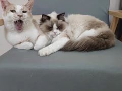 -鼓捣猫呢主题猫咖店