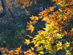 -洛阳白云山景区