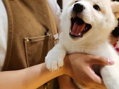 -逗柴咖啡屋·狗咖猫咖宠物桌游
