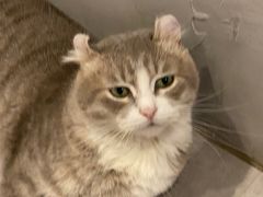 -猫儿山۰猫主题餐厅
