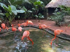 -海南热带野生动植物园
