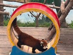 -西霞口神雕山野生动物世界