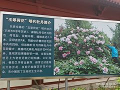 -曹州百花园