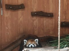 -深圳野生动物园