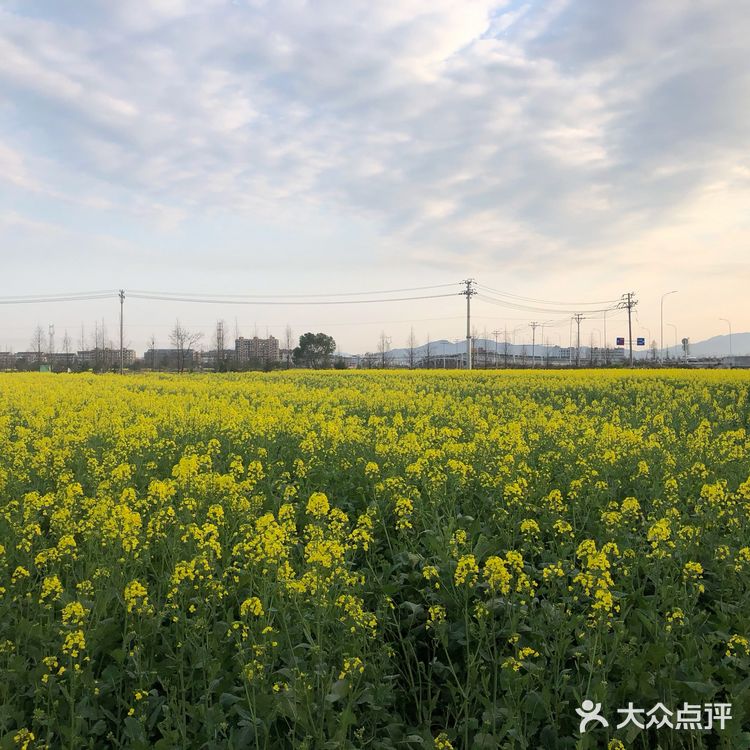 湖岭 桐浦油菜花 春季赏景好去处