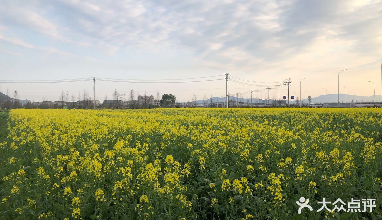 湖岭 桐浦油菜花 春季赏景好去处