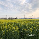 湖岭 桐浦油菜花 春季赏景好去处
