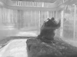 -周忆刺青原创设计定制