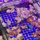 好吃[鼓掌]每逢周末胖五斤~蒸海鲜是真好吃 ❗就是地址太远喏[疑问]