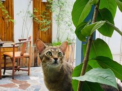 -喵屿·大理花园猫咖